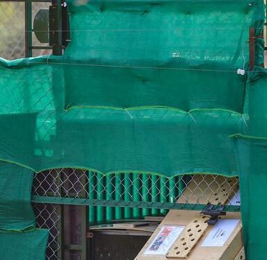 ಆಶಾ ಗರ್ಭಿಣಿ : ಚೀತಾ ಪ್ರೇಮಿಗಳಿಗೆಲ್ಲ ಖುಷಿ