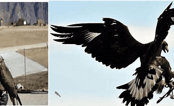 ಇಂಡಿಯನ್ ಆರ್ಮಿಯಿಂದ ರಣಹದ್ದುಗಳ ಸೈನ್ಯ