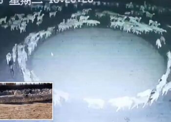 ಕುರಿಗಳ ಸರ್ಕಲ್ ಸೀಕ್ರೆಟ್ : 2 ವಾರದಿಂದ ಅಲ್ಲೇ ಸುತ್ತುತ್ತಿರುವುದು ಏಕೆ?