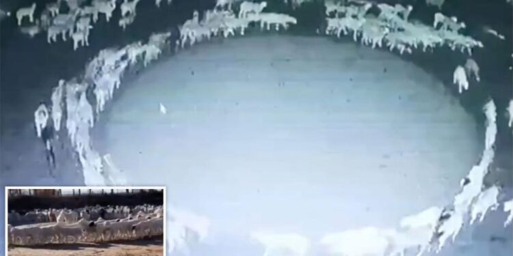 ಕುರಿಗಳ ಸರ್ಕಲ್ ಸೀಕ್ರೆಟ್ : 2 ವಾರದಿಂದ ಅಲ್ಲೇ ಸುತ್ತುತ್ತಿರುವುದು ಏಕೆ?