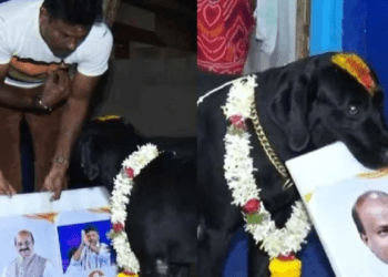 ಕುಮಾರಸ್ವಾಮಿಯೇ ಮುಂದಿನ ಸಿಎಂ : ಮಂಡ್ಯದಲ್ಲಿ ನಾಯಿ ನುಡಿದ ಭವಿಷ್ಯ