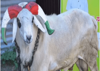 ಟಗರುಪಲ್ಯದ 7 ಸ್ಟಾರ್ ಸುಲ್ತಾನ್ ಬಕ್ರೀದ್`ಗೆ ಕುರ್ಬಾನಿ ಆಗಲಿಲ್ಲ