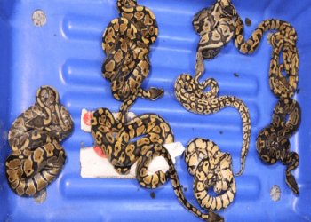 ಬ್ಯಾಂಕಾಕ್‍ನಿಂದ ಬಂದವನ ಬ್ಯಾಗಲ್ಲಿದ್ದವು ಹಾವು..ಆಮೆ..ಮೊಸಳೆಮರಿ..ಊಸರವಳ್ಳಿ..