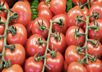 ಟೊಮ್ಯಾಟೋ ಬೆಲೆ ಇಳೀತು : ಬೆಳೆಗಾರರಿಗೆ ಶಾಕ್ ಆರಂಭ.. ಗ್ರಾಹಕರಿಗೆ ಮಾತ್ರ ಖುಷಿ