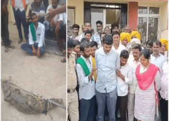 ಕರೆಂಟ್ ಕಾಟ : ಬೇಸತ್ತ ರೈತರು  ವಿದ್ಯುತ್ ಕಚೇರಿಗೆ ಮೊಸಳೆ ತಂದು ಬಿಟ್ಟರು..!