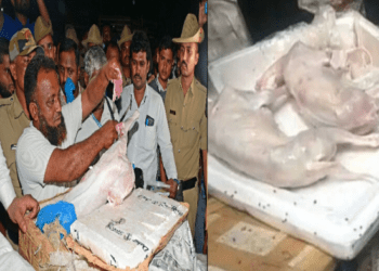 ಬೆಂಗಳೂರಿಗೆ ಬಂದಿದ್ದು ನಾಯಿ ಮಾಂಸ ಅಲ್ಲ. ಕುರಿ ಮಟನ್‌ : ಉದ್ದ ಬಾಲದ ಕುರಿಗಳೂ ಇವೆ ಗೊತ್ತಾ..?