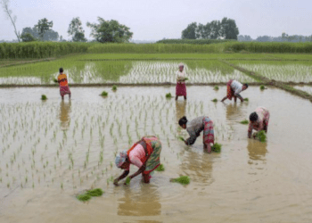 ಹೊಲ, ಗದ್ದೆ ಕೆಲಸಕ್ಕೂ ಉತ್ತರ ಪ್ರದೇಶದ ಕಾರ್ಮಿಕರೇ ಬೇಕು : ದಿನದ ಕೂಲಿ ಎಷ್ಟು ಗೊತ್ತಾ..?