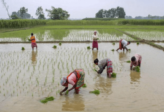 ಹೊಲ, ಗದ್ದೆ ಕೆಲಸಕ್ಕೂ ಉತ್ತರ ಪ್ರದೇಶದ ಕಾರ್ಮಿಕರೇ ಬೇಕು : ದಿನದ ಕೂಲಿ ಎಷ್ಟು ಗೊತ್ತಾ..?