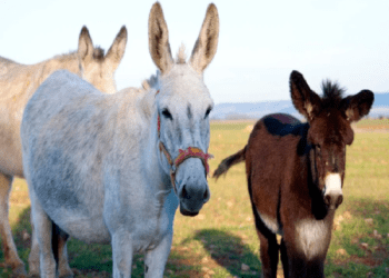 ಕತ್ತೆಗಳು ಸಾರ್..‌ ಲಕ್ಷ ಲಕ್ಷದ ಕತ್ತೆಗಳು : ಡಾಂಕಿ ಬಿಸಿನೆಸ್‌ ಡಿಮ್ಯಾಂಡ್.‌ ತಿಂಗಳಿಗೆ ೬೦ ಸಾವಿರ ಫಿಕ್ಸ್..!