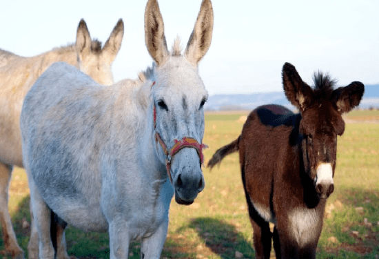 ಕತ್ತೆಗಳು ಸಾರ್..‌ ಲಕ್ಷ ಲಕ್ಷದ ಕತ್ತೆಗಳು : ಡಾಂಕಿ ಬಿಸಿನೆಸ್‌ ಡಿಮ್ಯಾಂಡ್.‌ ತಿಂಗಳಿಗೆ ೬೦ ಸಾವಿರ ಫಿಕ್ಸ್..!
