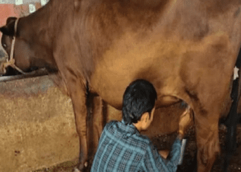 ಕರು ಹಾಕಿಲ್ಲ.. ದಿನಕ್ಕೆ 4 ಲೀಟರ್‌ ಹಾಲು ಕೊಡುವ ಹಸು : ಏನಿದು ಪವಾಡ..?