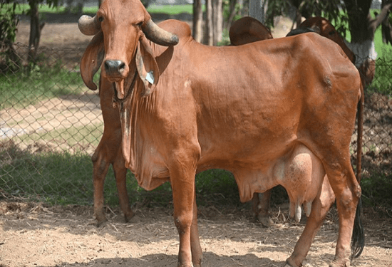 ಹಸುಗಳಿಂದಲೇ ವರ್ಷಕ್ಕೆ 8 ಕೋಟಿ ದುಡಿಯುವ ರಮೇಶ್‌ ರೂಪರೇಲಿಯಾ : ತುಪ್ಪದ ಬ್ಯುಸಿನೆಸ್..!‌