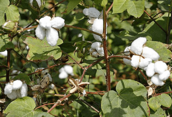 ಕಳೆನಾಶಕ ಗ್ಲೈಪೋಸೆಟ್‌ ತಡೆಯಲು ಹೊಸ ಬಿಟಿ ಹತ್ತಿ : ಚೋರ್‌ ಬಿಟಿ ಹತ್ತಿ ಅಧಿಕೃತವಾಗುತ್ತಾ..?