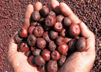 ಅಡಕೆ ಬೆಳೆಗಾರರಿಗೆ ವಿಶ್ವ ಆರೋಗ್ಯ ಸಂಸ್ಥೆ ಮತ್ತೊಮ್ಮೆ ಶಾಕ್‌ : ಅಡಕೆ, ಗುಟ್ಕಾ, ಪಾನ್‌ ಬೀಡಾ ಉದ್ಯಮಕ್ಕೆ ಟೆನ್ಷನ್..‌