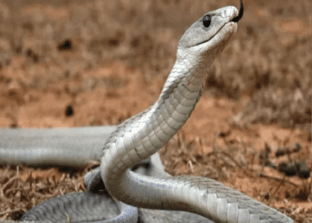 ಕನಸುಗಳಲ್ಲಿ ಹಾವು ಕಂಡರೆ.. ಶುಭವೋ.. ಅಶುಭವೋ..