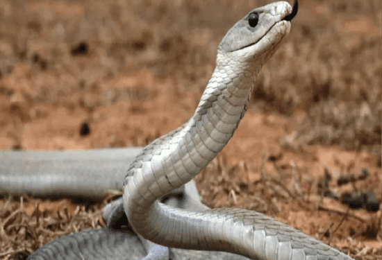 ಕನಸುಗಳಲ್ಲಿ ಹಾವು ಕಂಡರೆ.. ಶುಭವೋ.. ಅಶುಭವೋ..