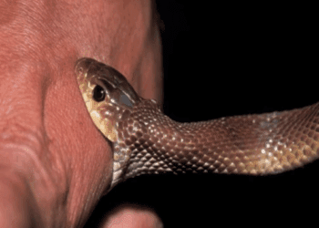 ಹಾವು ಕಚ್ಚಿದವರಿಗೆಲ್ಲ ಇಂಜೆಕ್ಷನ್‌ ಬೇಕಿಲ್ಲ : ಹುಬ್ಬಳ್ಳಿ KMCRI ಡಾಕ್ಟರ್‌ ಸಂಶೋಧನೆ