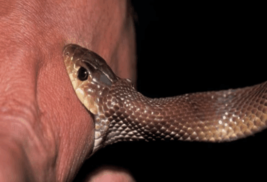 ಹಾವು ಕಚ್ಚಿದವರಿಗೆಲ್ಲ ಇಂಜೆಕ್ಷನ್‌ ಬೇಕಿಲ್ಲ : ಹುಬ್ಬಳ್ಳಿ KMCRI ಡಾಕ್ಟರ್‌ ಸಂಶೋಧನೆ