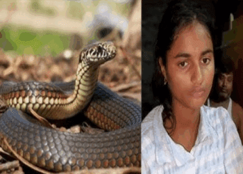 ಒಬ್ಬಳೇ ಹುಡುಗಿ.. 40 ದಿನ.. 10 ಸಲ ಹಚ್ಚಿದ್ದ ಸರ್ಪ ಅರೆಸ್ಟ್..!‌