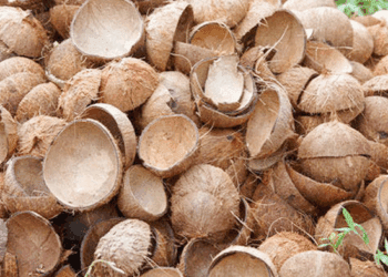 ತೆಂಗಿನಕಾಯಿ ಚಿಪ್ಪು ಕಸಕ್ಕೆ ಹಾಕಬೇಡಿ : ಕೆಜಿಗೆ 22 ರೂ.